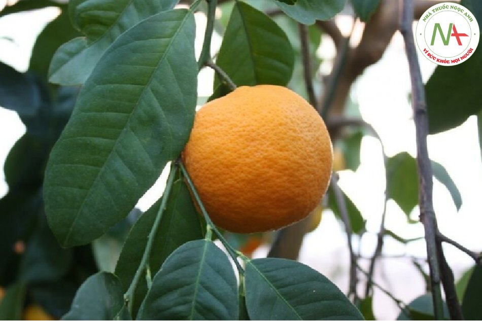 Vỏ quả ngoài chín khô của loài Citrus reticulata Blanco và các thứ trồng trọt của loài này (Quýt), họ Cam (Rutaceae)