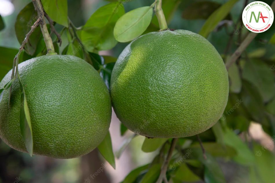 Vỏ quả ngoài khô từ quả non hoặc gân chín của loài Citrus grandis “Tomentosa” (Bưởi), họ Cam (Rutaceae). Còn có thể được gọi là Mao quất hồng