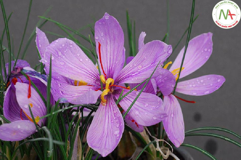 Nhụy khô của loài Crocus sativus L.(Phan hồng hoa), họ Lay ơn (Iridaceae)