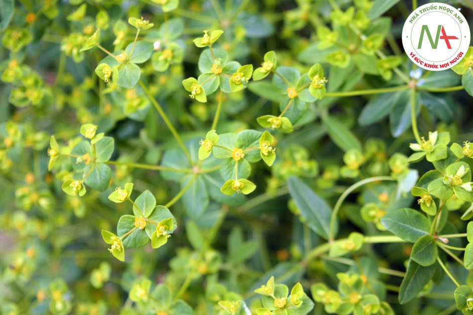 Loài Euphorbia pekinensis Rupr. (Đại kích), họ Thầu dầu (Euphorbiaceae).