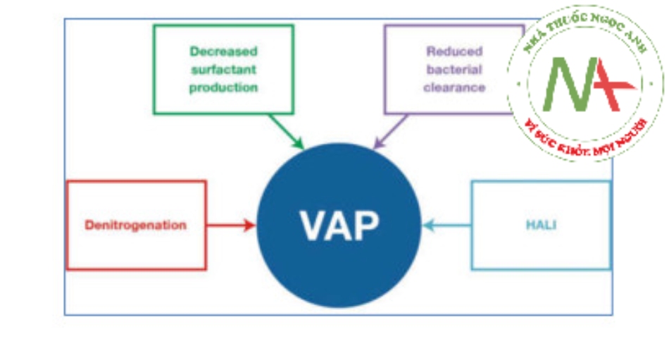 Các cơ chế của mối quan hệ giữa tăng oxy máu và viêm phổi liên quan đến máy thở. VAP: Viêm phổi liên quan đến thở máy, HALI: tổn thương phổi cấp tính do tăng oxy máu