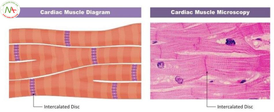 Các tế bào cơ tim liên kết chặt chẽ thành chuỗi và song song với nhau