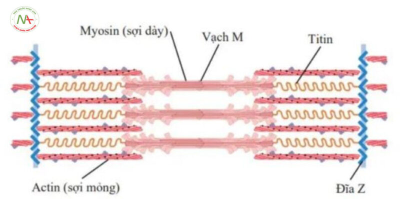 Suy tim mạn: Cơ chế bệnh sinh, chẩn đoán và điều trị
