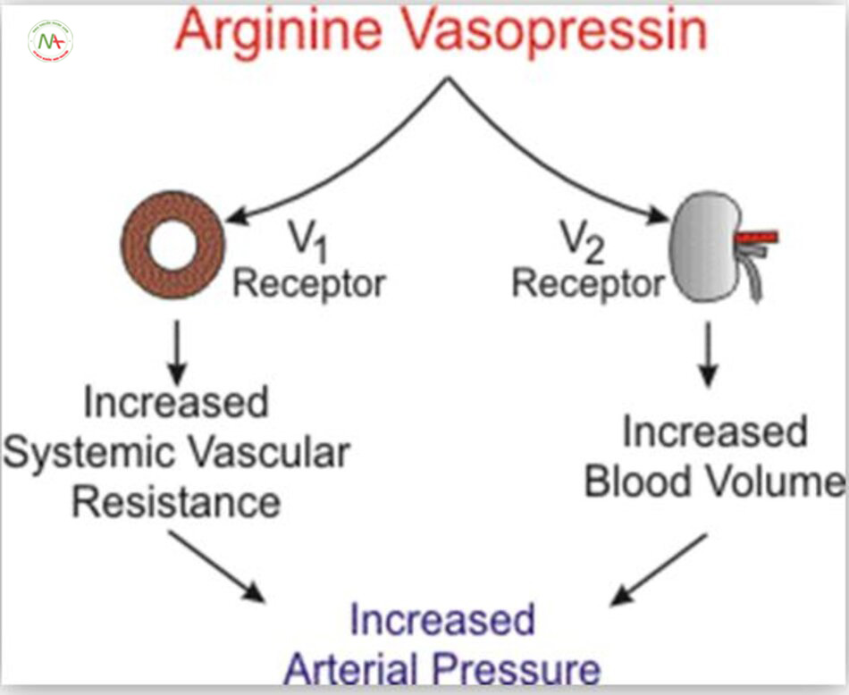 Các receptor V1 ( V1a) của AVP được tìm thấy ở cơ trơn mạch máu trong toàn cơ thể