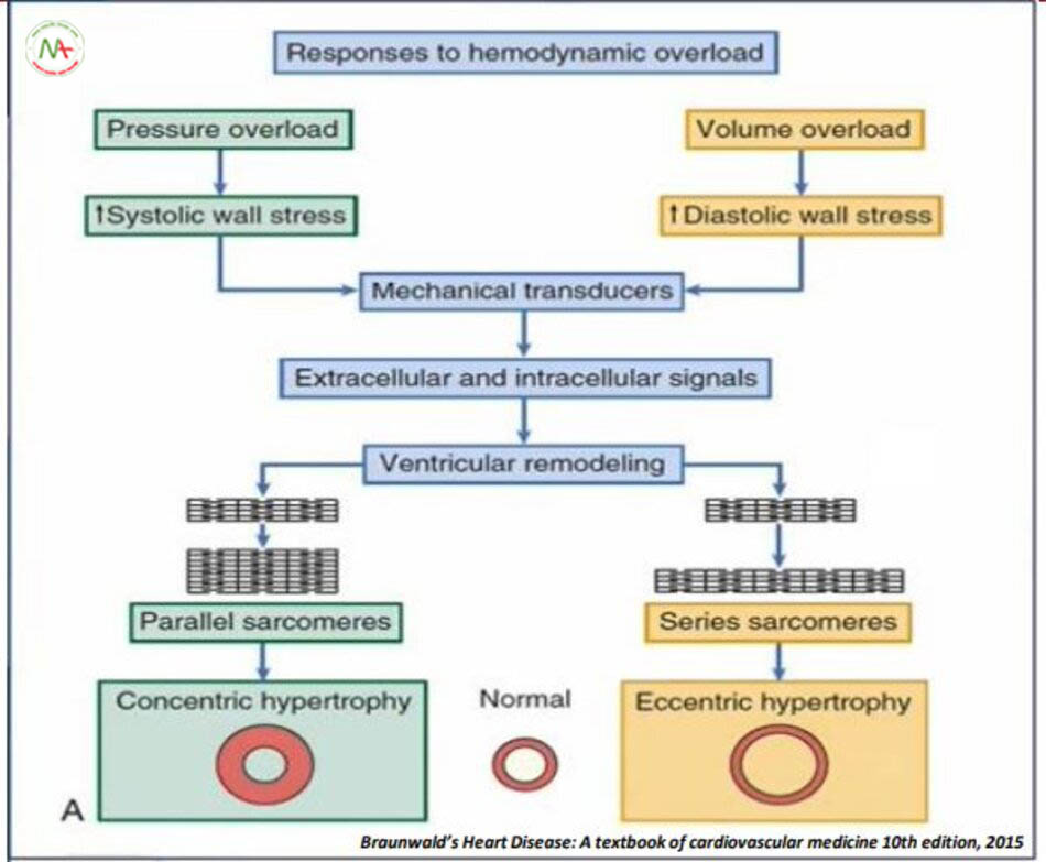 Responses to hemondynamic overload