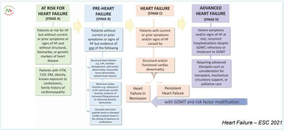 Figure 2 Stages in the development and progression of heart failure (HF). CVD, cardiovascular disease; DM, diabetes mellitus; GDMT. guideline-directed medical therapy: HTN, hypertension; LV, left ventricular: LVH, left ventricular hypertrophy: RV, right ventricular.