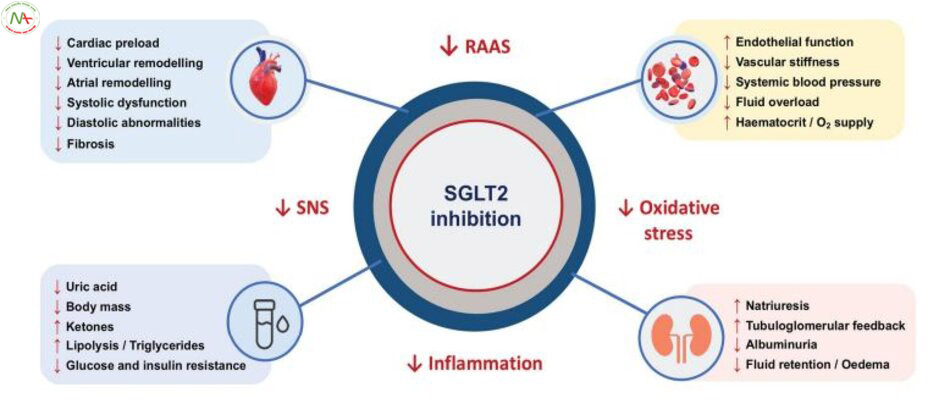 Cơ chế tác động của SGLT2i trên sinh lý bệnh suy tim