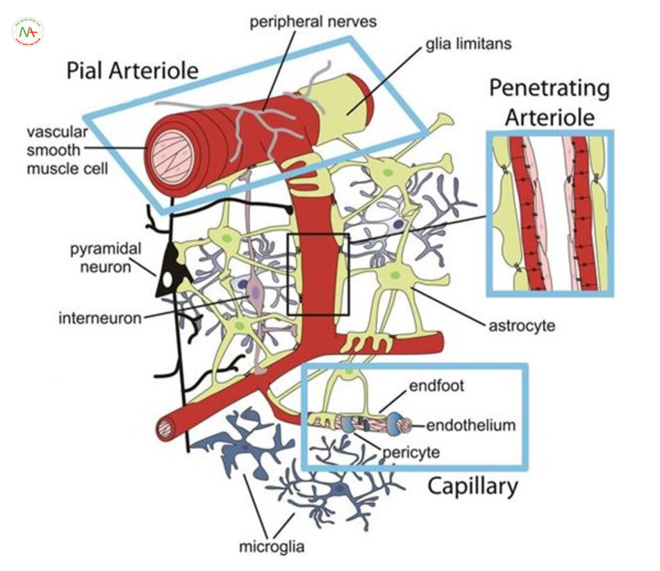 Fig. 5.2 Illustration of the cerebral arteries and the neurovascular unit. The diagram shows the pial arteries on the surface of the brain including the extrinsic innervation. The penetrating arteri- oles are also depicted; these arterioles contain endothelial cells and one layer of vascular smooth muscle cells. The penetrating arterioles are surrounded by astrocytes, neurons, and pericytes (not illustrated here) and they receive intrinsic innervation from within the neuropil. The capillaries consist of a layer of endothelial cells sounded by pericytes, neurons, and astrocytes. (Adapted from Filosa, J.A., et al., Beyond neurovascular coupling, role of astrocytes in the regulation of vascular tone. Neuroscience, 2015., doi:10.1016/j.neuroscience.2015.03.064, with permission)