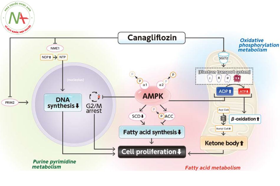 Cơ chế hoạt động của canagliflozin