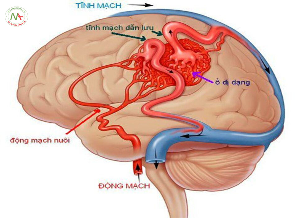 Cơ chế bản chất tăng huyết áp: liên quan thần kinh và không do thần kinh