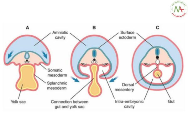 Hình 1: Mặt cắt ngang (A – C) của phôi thai đang phát triển từ tuần thứ tư của thai kỳ cho thấy sự hình thành của ống ruột nguyên thủy