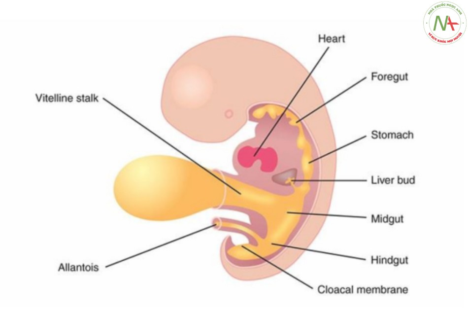 Hình 2: Hình vẽ giản đồ mặt cắt dọc giữa của phôi thai vào khoảng 5 đến 6 tuần kinh nguyệt
