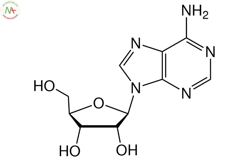 Cấu trúc phân tử Adenosin