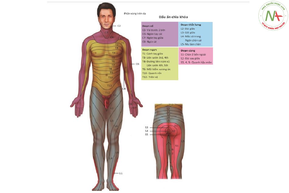 Hình 11.9 Bản đồ Dermatome về suy giảm cảm giác ở chấn thương tuỷ sống/ dây thần kinh cảm giác