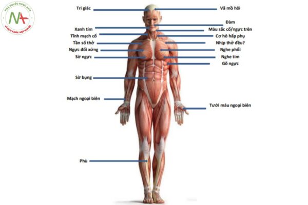 Hình 13.1 Thăm khám từ đầu đến chân xác định nguyên nhân, đánh giá độ nhiêm trọng của suy hô hấp