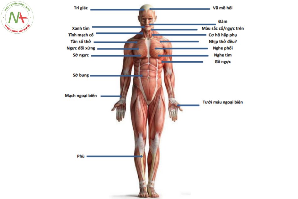 Hình 13.1 Thăm khám từ đầu đến chân xác định nguyên nhân, đánh giá độ nhiêm trọng của suy hô hấp