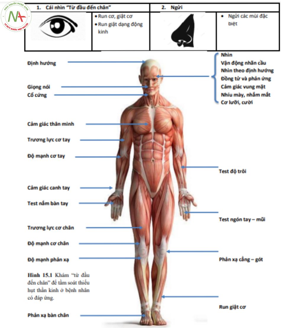 Hình 15.1 Khám “từ đầu đến chân” để tầm soát thiếu hụt thần kinh ở bệnh nhân có đáp ứng