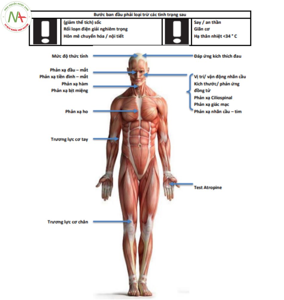 Hình 15.3 Khám lâm sàng “từ đầu đến chân” để xác định phần não (thân) chết