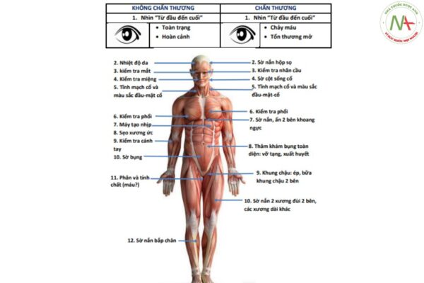 Hình 18.1 Khám nghiệm “từ đầu đến chân” có hệ thống để xác định nguyên nhân gây ngừng tim do chấn thương