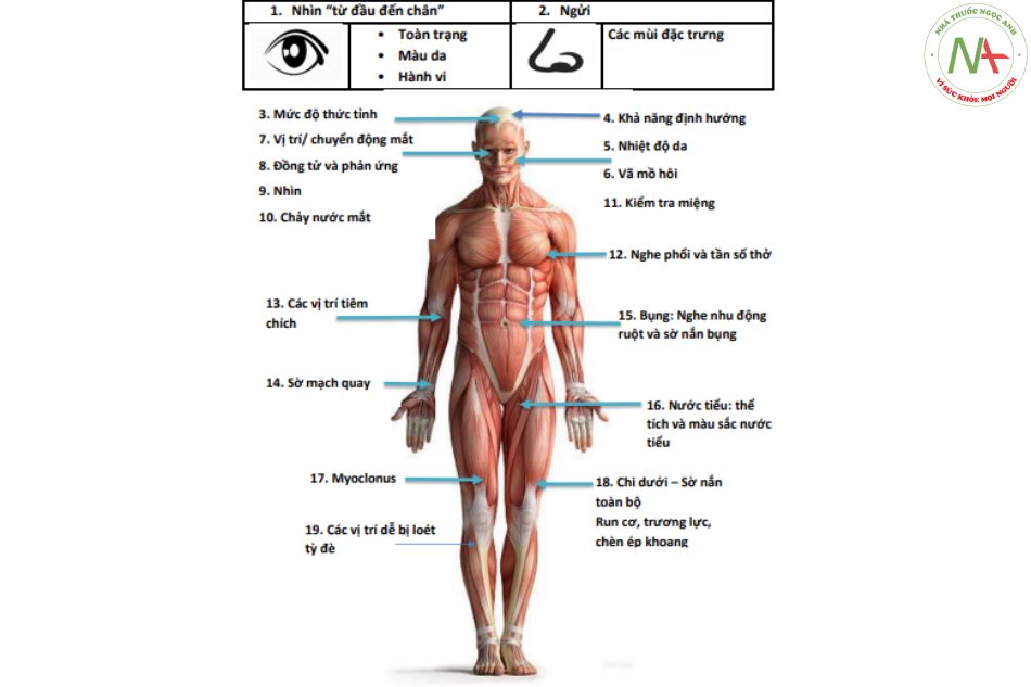 Hình 19.1 Thăm khám hệ thống “từ đầu đến chân” để phát hiện hội chứng ngộ độc trên bệnh nhân nghi ngờ nhiễm độc