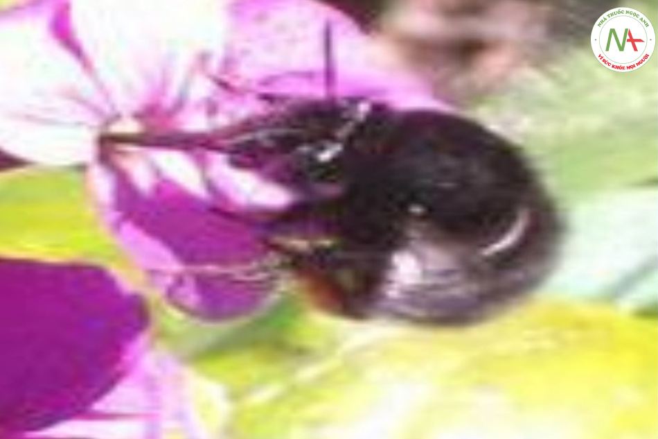 Ong bầu (bumblebees): to tròn, có lông, bay chậm và phát ra tiếng ồn ẩm ĩ