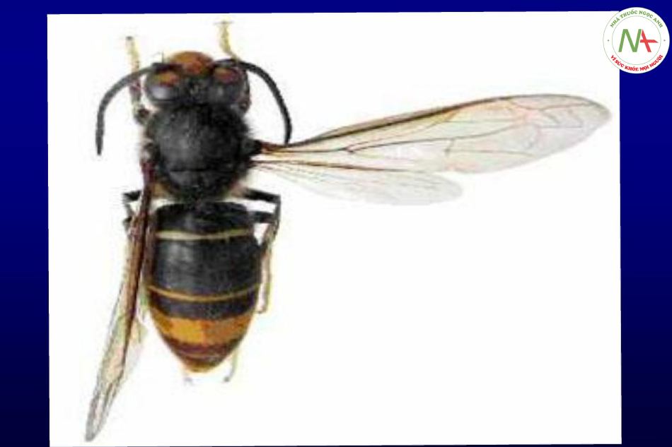 Ong đất (hornets): còn gọi là ong bắp cày. Ong đất to hơn, thân màu đen, chấm vàng