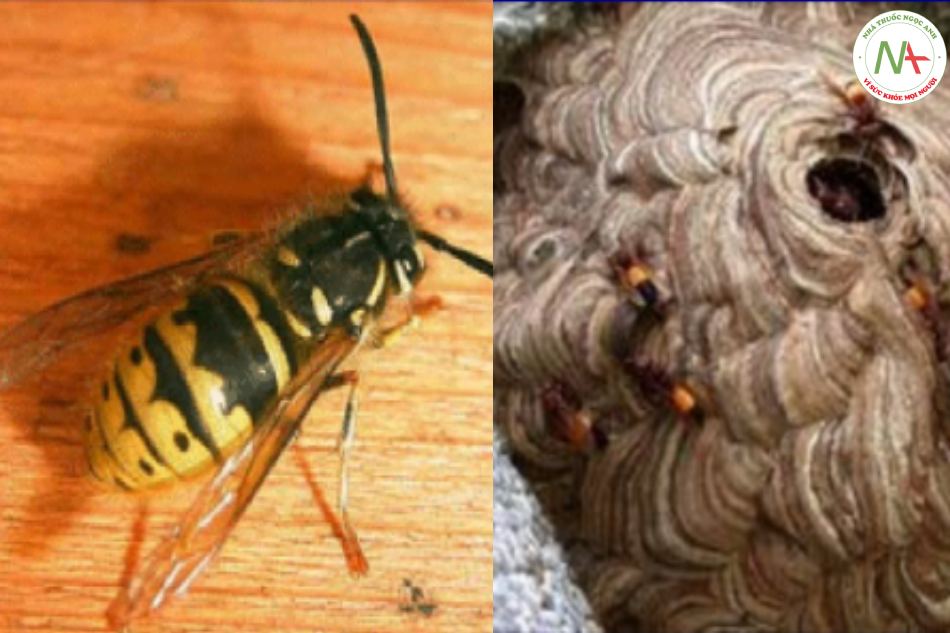 Ong vò vẽ (wasps): thân và bụng thon có khoang đen xen kẽ màu vàng