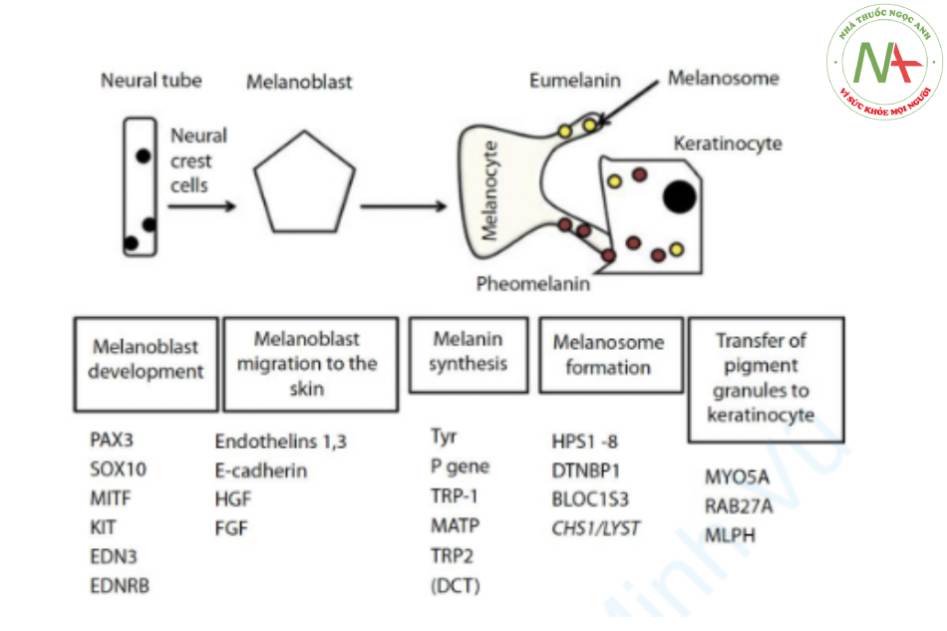 Chức năng sinh học của tế bào hắc tố và gen kiểm soát con đường tạo sắc tố
