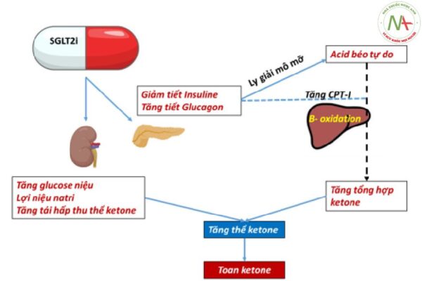 Hiệu quả và an toàn của thuốc ức chế SGLT2 trong suy tim
