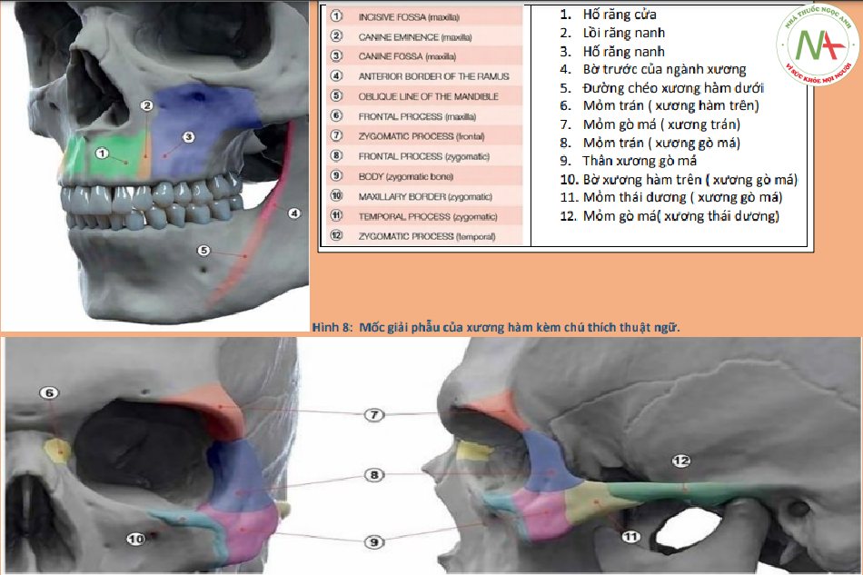 Mốc giải phẫu của xương hàm kèm chú thích thuật ngữ
