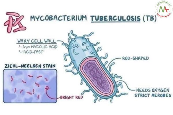 Vi khuẩn Mycobacteria Tuberculosis 