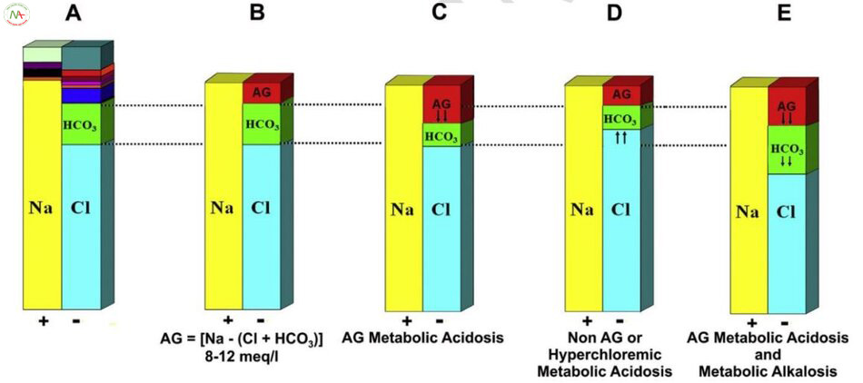 Hình 1. Mô tả “GambleGram” về điện giải huyết thanh. (A) Tổng nồng độ anion và cation (mEq/L) phải cân bằng. (B) Nếu chỉ xem xét [Na+], [Cl−], và [HCO3 ], anion gap (AG) bình thường sẽ tồn tại. (C) Toan chuyển hóa tăng AG giảm [HCO3 ] không thay đổi [Cl−] và do đó làm tăng [AG]. (D)AG bình thường, hoặc toan chuyển hóa tăng clo máu, giảm [HCO3 ] và tăng [Cl ].(E)Toan chuyển hóa tăng AG và kiềm chuyển hóa.Nếu tăng [AG] nhưng [HCO3 ] không giảm tương xứng, xem xét toan chuyển hóa tăng AG và kiềm chuyển hóa (hoặc toan hô hấp mạn – pH khí máu sẽ khác biệt. Các mối quan hệ này giả định các anions và cations “không đo được” trong huyết thanh ban đầu trong giới hạn bình thường và ổn định. Tăng hoặc giảm đáng kể các anion và/hoặc cation “không đo được” sẽ ảnh hưởng đến [AG]. Vấn đề liên quan đến giảm albumin máu được thảo luận sau. Tăng phospho máu, tăng canxi máu, tăng magie máu cũng tác động làm tăng hoặc giảm [AG]. Mặc dù mối liên hệ giữa [AG] và [HCO −] là những khái niệm rất hữu ích, nhưng không chính xác về mặt định lượng. Bác sĩ lâm sàng sắc sảo sẽ kết hợp mối liên hệ này trong phân tích của họ về toàn bộ bức tranh lâm sàng và bệnh sử của bệnh nhân.