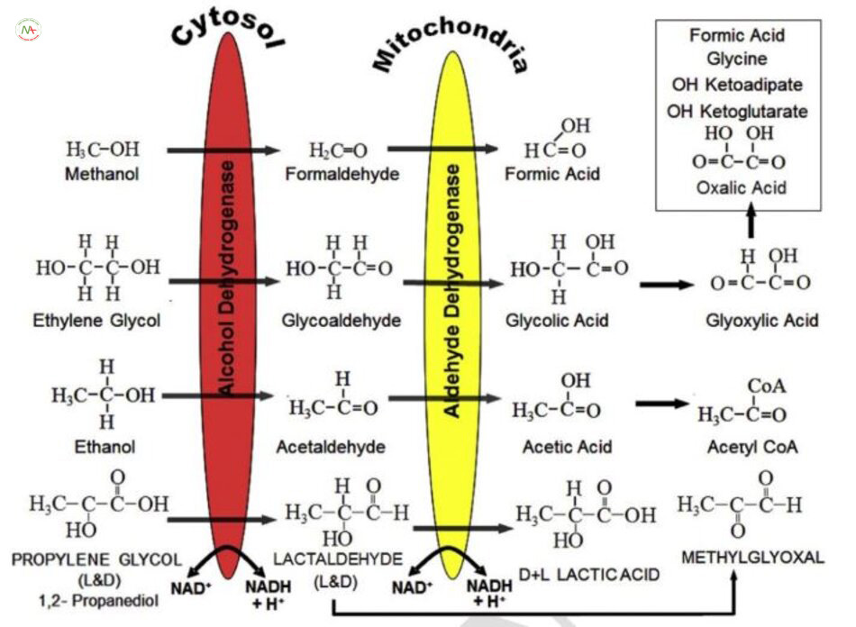 Hình2.Gan oxy hóa methanol, ethanol, ethylene glycol, vàpropylene glycol.Một số aldehydes, acid mạnh và các chất chuyển hóa khác, nhiều chất độc hại được tạo ra.