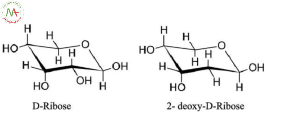 2 loại đường pentose trong cấu tạo acid nucleic
