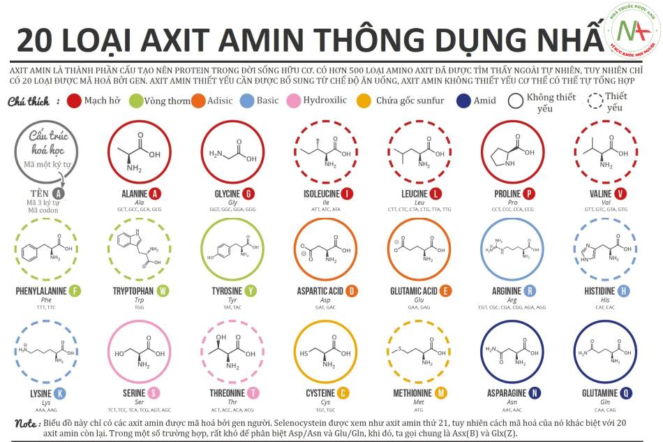 20 loại acid amin thông dụng