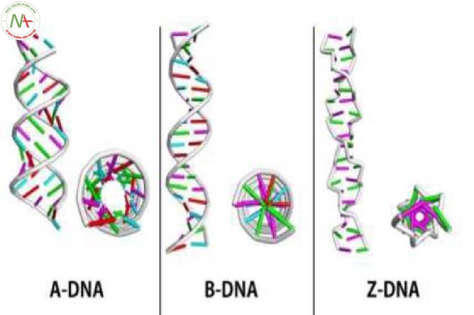 ADN có thể có các dạng cấu trúc 3 chiều khác nhau