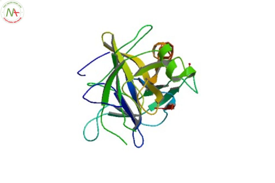 Cấu trúc phân tử Alphachymotrypsin 