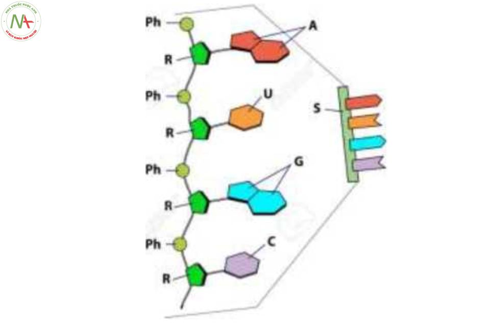 Cấu trúc ARN