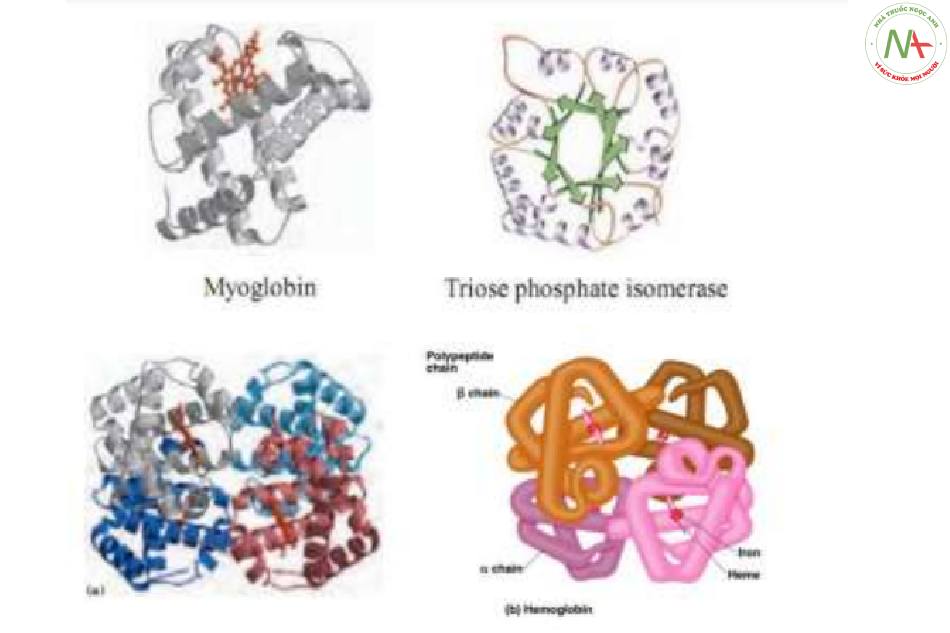  Cấu trúc bậc 3 của protein