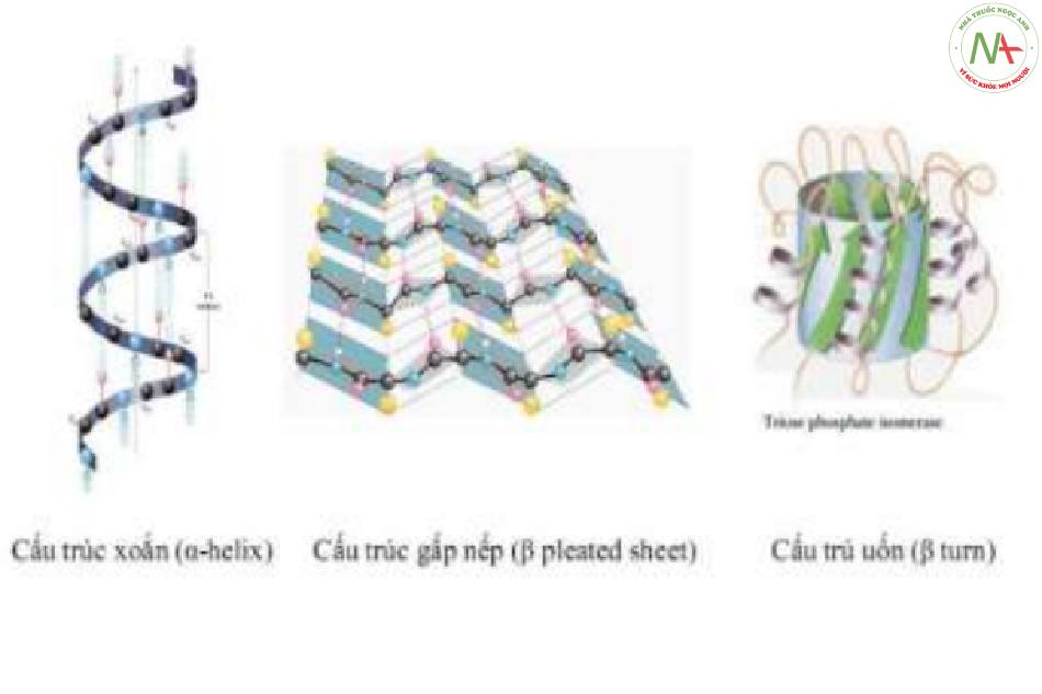 Cấu trúc của protein