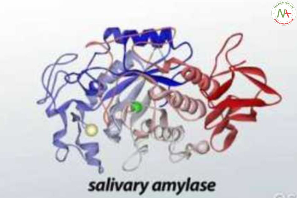 Enzyme Amylase