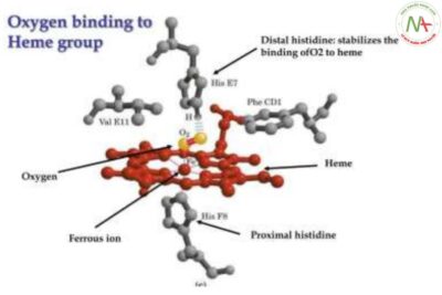 Hóa học Hemoglobin: Cấu tạo, tính chất, các bệnh di truyền Hemoglobin