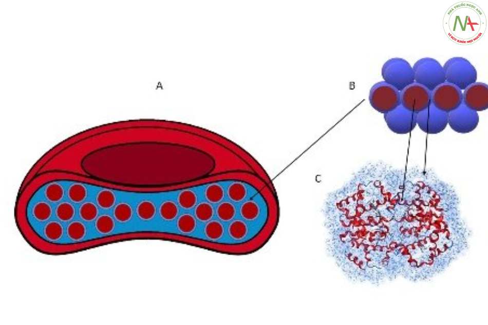 Hemoglobin là gì Chỉ số Hemoglobin cao có ý nghĩa gì Chỉ số Hemoglobin  thấp nghĩa là gì