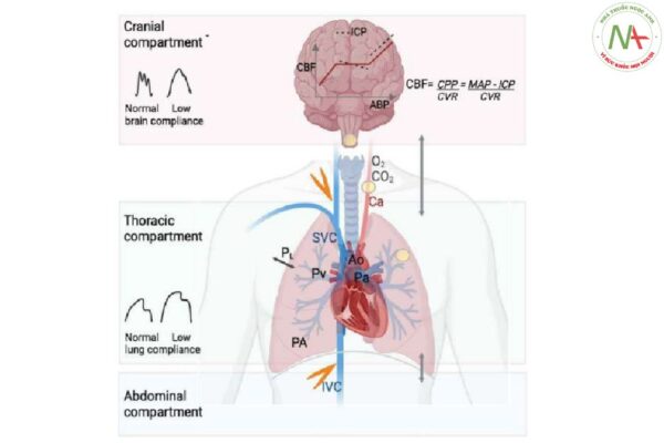 Hình 2 Sơ đồ biểu diễn các tương tác phổi-não