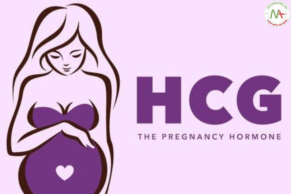 Hormon thai kỳ Human chorionic gonadotropin (hCG)