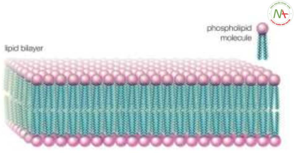 Lipid tham gia vào cấu trúc màng
