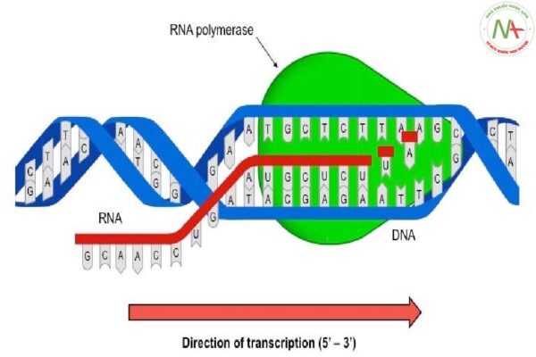 QUÁ TRÌNH NHÂN ĐÔI DNA, SAO MÃ RNA