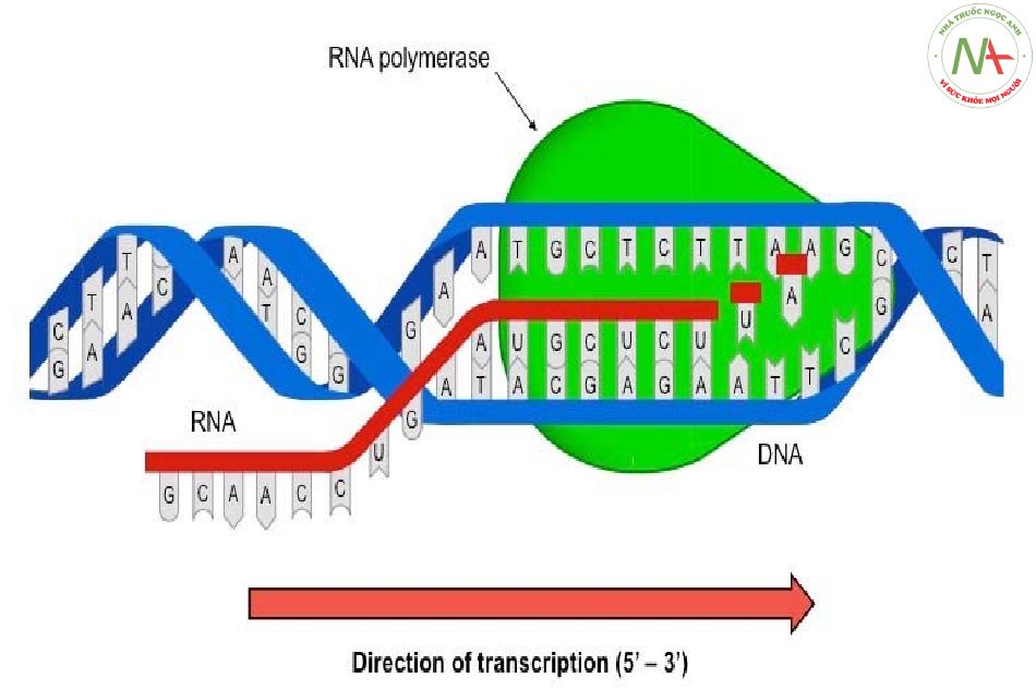 QUÁ TRÌNH NHÂN ĐÔI DNA, SAO MÃ RNA