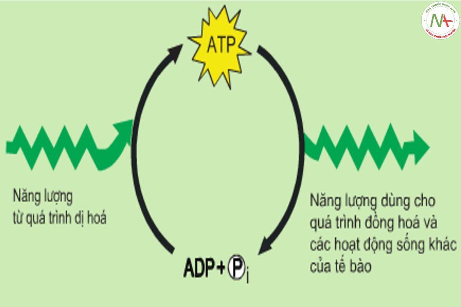 Quá trình chuyển hóa năng lượng sinh học