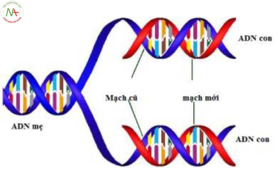 Sự nhân đôi của ADN